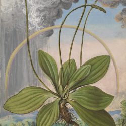 "Plantago maior" from De Materia Medica
