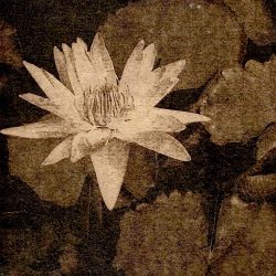 Reichard - Water Lily